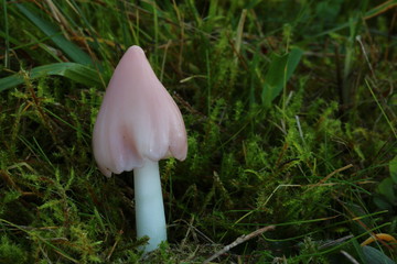 Wilgotnica czapeczkowata Hygrocybe © bobleccinum
