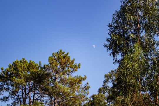 Forest of pinus pinaster and eucalyptus with the moon at blue sky