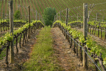 Fototapeta na wymiar Beautiful rows of young green vineyards near Mercatale Val di Pesa (Florence) in spring season. Tuscany, Italy.