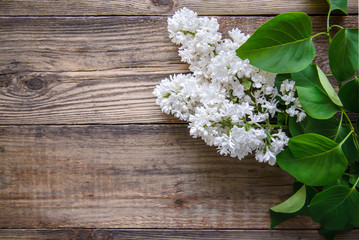Branch of white lilac on a wooden background