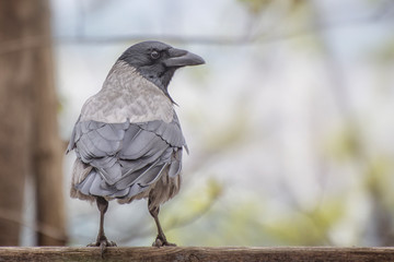 A gray crow (Corvus cornix) sits on a tree branch.