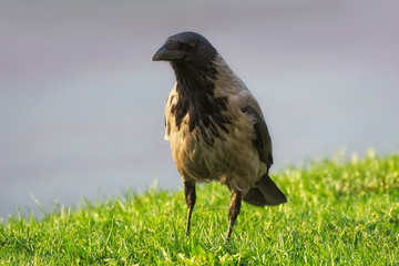 Obraz premium Crow, Corvus monedula, single bird on a meadow.