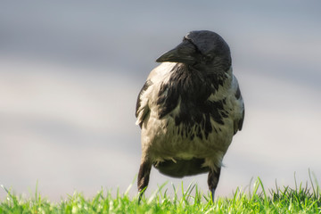 Portrait of a grey crow on the green grass. It is a scavenger bird. The background is blurred