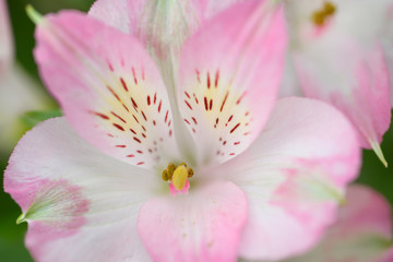 Close up of pink Alstromeria or Peruvian lily flower head with stamen and striped tepals