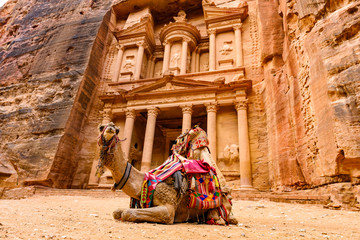 Spectacular view of two beautiful camels in front of Al Khazneh (The Treasury) in Petra. Petra is a...