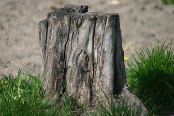 old stump in the forest