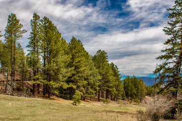 Obraz premium Row of Trees