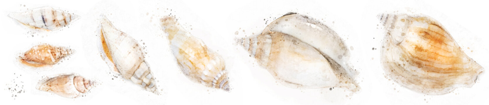 watercolor illustration of seashell collection on white background