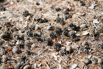 pine cones, a layer of cones on the ground, a heap of cones without seeds, dry cones on a pile