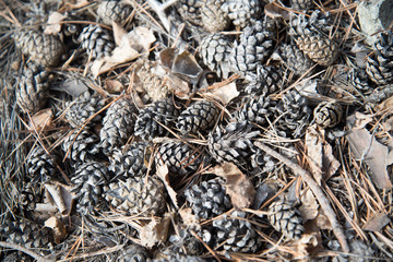 pine cones, a layer of cones on the ground, a heap of cones without seeds, dry cones on a pile