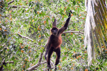 Spider monkey in a tree