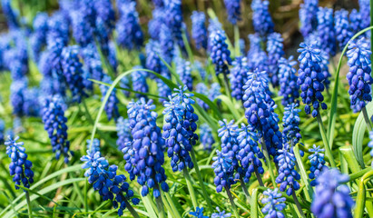 Blooming spring garden. Fresh blue wild hyacinths