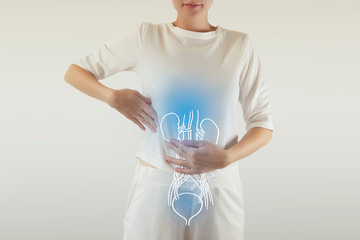 Human Female Kidney and bladder Anatomy - obrazy, fototapety, plakaty