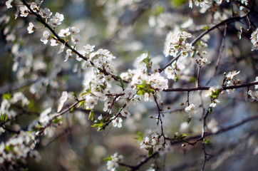 white flowers of cherry tree