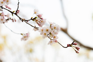 Cherry blossom in spring for background or copy space for text