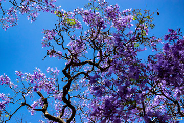 Jacaranda tree in the spring of Buenos Aires