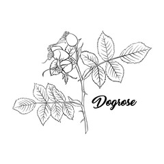 Dogrose or Wild Briar Rose. Rosehip Outline Black Design with Contour. Hand drawn vector Illustration
