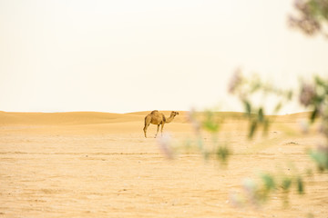 A camel is walking on some Sahara desert dunes during a beautiful sunset. Merzouga, Morocco, Africa