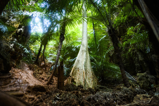 Stunning view of a big Tualang tree (Tapang) in the middle of a green rainforest. Koompassia excelsa, also known as Tualang (Tapang), is an emergent tropical rainforest tree species. Krabi, Thailand.