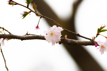 Cherry blossom in spring for background or copy space for text