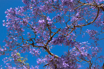 Jacaranda tree in the spring of Buenos Aires
