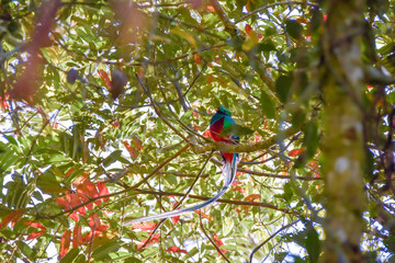 Resplendent quetzal in a tree