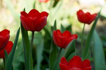 Fototapeta premium bright red tulips in the rays of sunlight on a background of beautiful floral bokeh