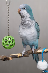 Alert blue Quaker Parrot pet bird on his play perch with balls