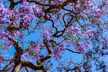 Jacaranda tree in the spring of Buenos Aires
