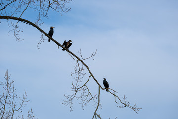 Drei Kormorane auf einem Ast