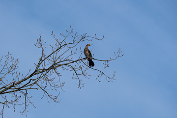 Kormoran auf einem Ast im Baum