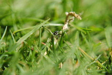 Jumping Spider