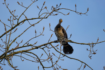 Kormoran auf einem Ast im Baum