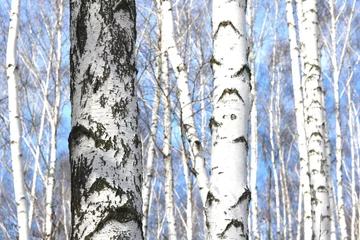 Wall murals Birch grove Young birch with black and white birch bark in spring in birch grove against the background of other birches