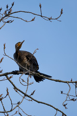 Kormoran auf einem Ast im Baum