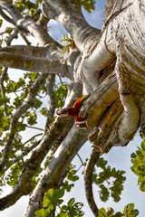 scarlet macaw at its nest site