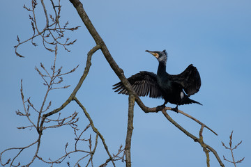 Ein Kormoran trocknet sein Gefieder