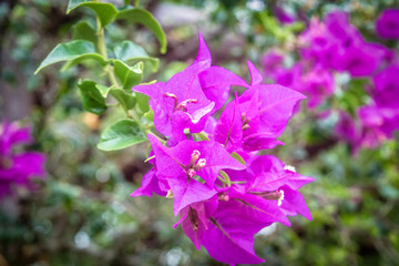 Color flowers in the garden