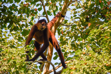 Fototapeta premium Spider monkey in a tree