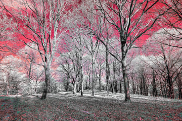 Infrared view of foilage and trees shot with 665 nanometer concerted dedicated camera