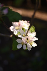 Blühender Säulenapfel