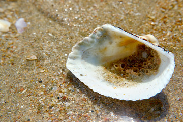 Shell on sand