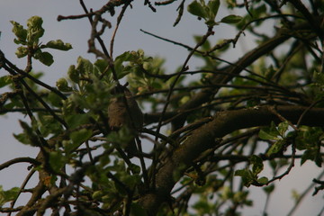tree in spring
