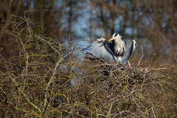 Ein Graureiher beim Sonnen
