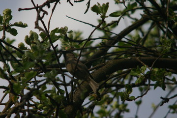 bird on branch