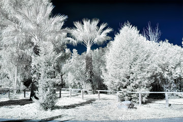 Infrared view of foilage and trees shot with 665 nanometer concerted dedicated camera