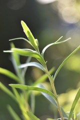 Französischer Estragon (Artemisia dracunculus v. sativa)