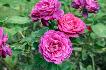 Color flowers in the garden