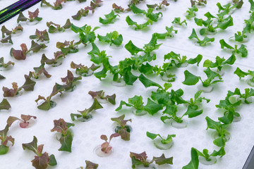 little green oak lettuce with hydroponic system in laboratory