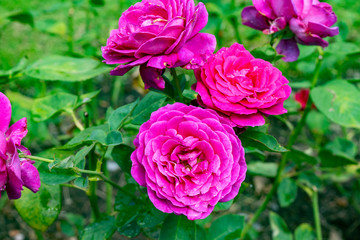 Color flowers in the garden